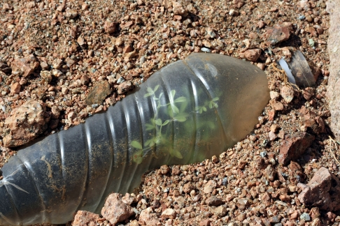 Plastic bottles plague our deserts, too!